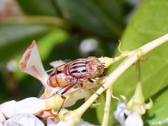 Eristalinus punctulatus