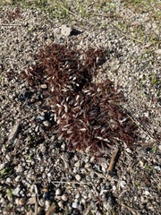 Pogonomyrmex occidentalis