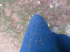 Eragrostis intermedia