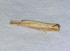 Agriphila vulgivagellus