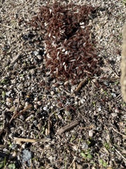 Pogonomyrmex occidentalis