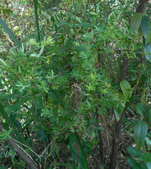 Epacris