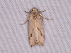 Micrathetis tecnion