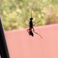 Chalybion bengalense