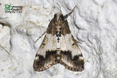 Teliphasa albifusa
