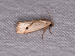 Micrathetis tecnion