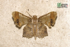 Krananda oliveomarginata