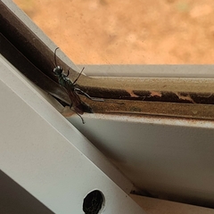 Chalybion bengalense