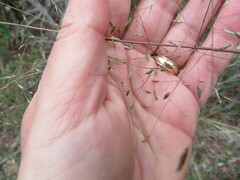 Eragrostis intermedia