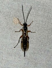 Itoplectis conquisitor