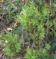 Epacris