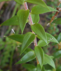 Epacris