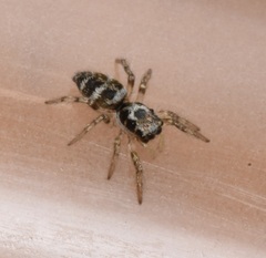 Salticus scenicus