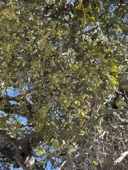 Phoradendron villosum