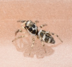 Salticus scenicus