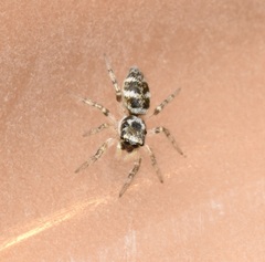 Salticus scenicus