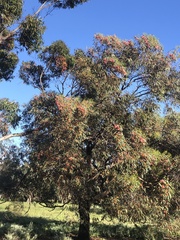 Entomyzon cyanotis