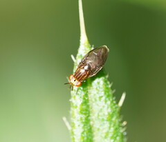 Steganopsis melanogaster