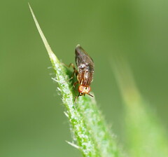 Steganopsis melanogaster