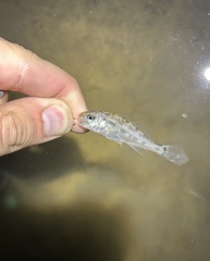 Sciaenidae