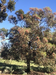 Entomyzon cyanotis