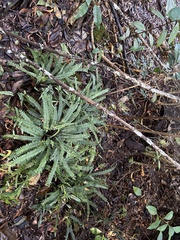 Asplenium normale