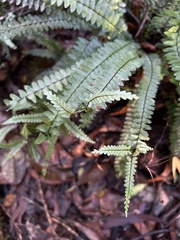 Asplenium normale