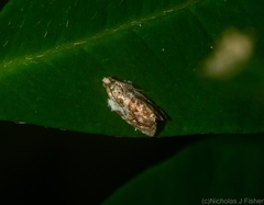 Acroceuthes metaxanthana