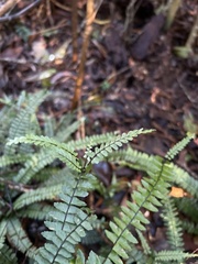 Asplenium normale