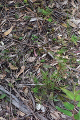 Lithotoma axillaris