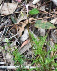 Lithotoma axillaris