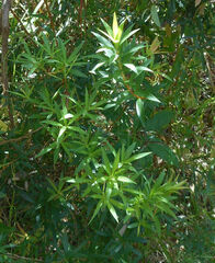Epacris