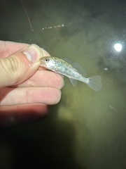 Sciaenidae