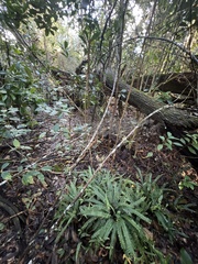 Asplenium normale