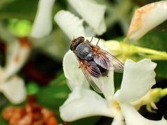 Calliphora augur