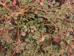 Euphorbia arizonica