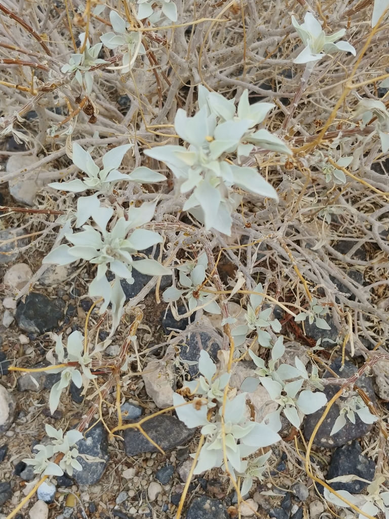 Brittlebush from Floyd Lamb Park on November 18, 2022 at 1229 PM by