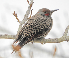 Colaptes auratus luteus × cafer