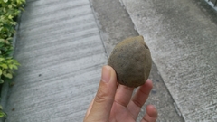 Aleurites moluccanus