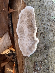 Peniophora albobadia