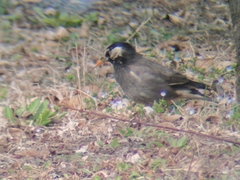 Spodiopsar cineraceus
