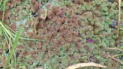Azolla pinnata