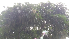 Aleurites moluccanus