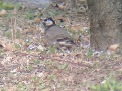 Spodiopsar cineraceus