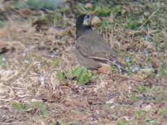 Spodiopsar cineraceus