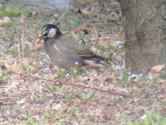Spodiopsar cineraceus