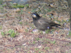 Spodiopsar cineraceus