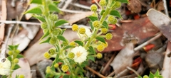 Acacia huegelii
