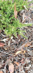 Acacia huegelii