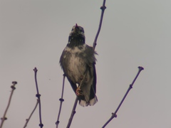 Spodiopsar cineraceus